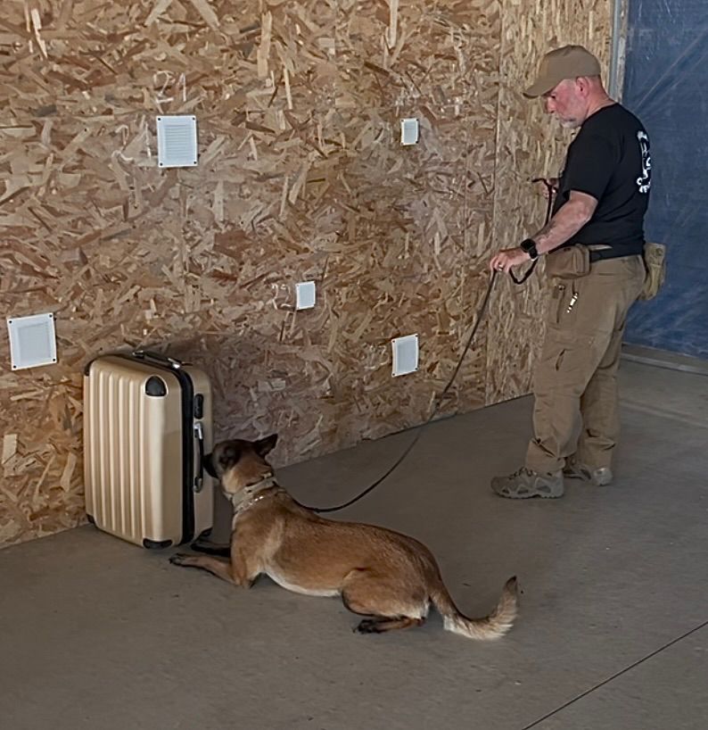 Malinois en détection d'explosifs sur bagage — binôme CYNODEX